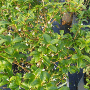 Osmanthus fragrans (Olea fragrans)
