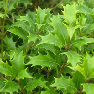 Osmanthus heterophyllus (Ilicifolius)