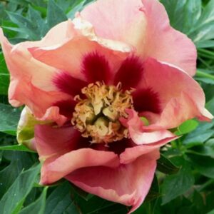 Paeonia ITOH 'Old Rose Dandy'