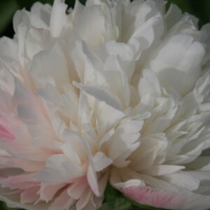 Paeonia ‘Alba Plena’