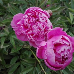 Paeonia ‘Bouchela’