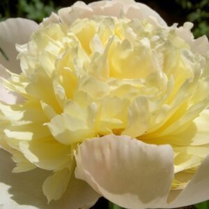 Paeonia ‘Laura Dessert’