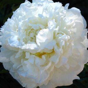 Paeonia ‘Marie Lemoine’