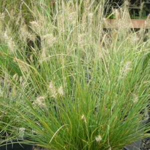 Pennisetum alopecuroides ‘Little Bunny’