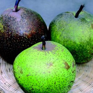 Pero Bergamotta d'Esperen