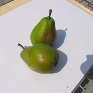 Buona Luisa d'Avranches