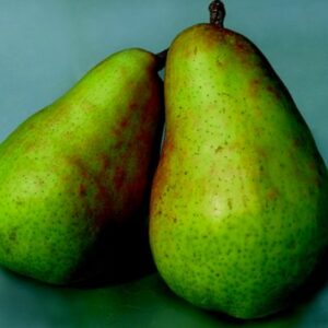 Pero Butirra Precoce Morettini