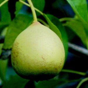 Pero Butirra Rosata Morettini