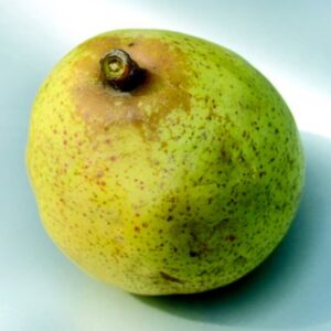 Pero Butirra d'Anjou