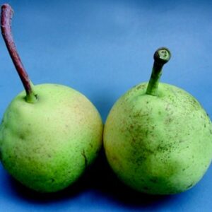 Pero Duchesse d'Angouleme