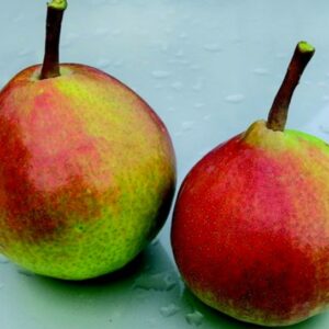 Pero Favorita di Klapp