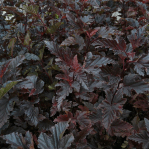 Physocarpus opulifolius 'Diablo'