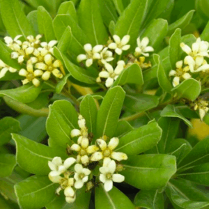 Pittosporum tobira