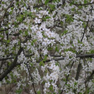 Prunus spinosa (Prugnolo selvatico)