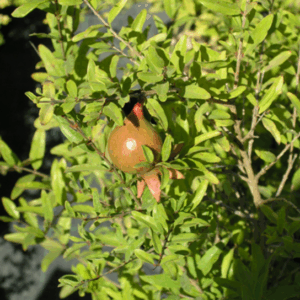 Punica granatum var. nana