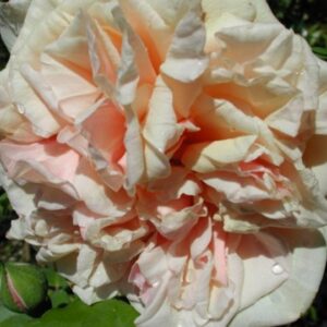 Rosa Gloire de Dijon RADICE NUDA