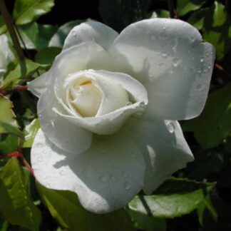 Rosa Iceberg, Climbing - Image 2