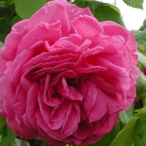 Rosa M.me Isaac Pereire