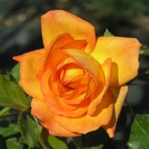 Rosa rampicante Sahara