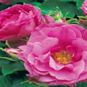 Rosa 'Wild Edric' (RADICE NUDA)