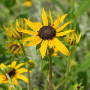 Rudbeckia little Goldsturm
