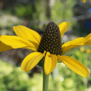 Rudbeckia maxima