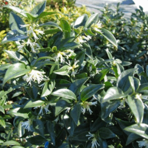 Sarcococca confusa
