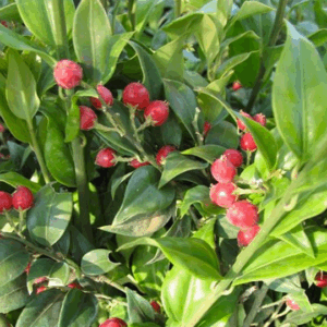 Sarcococca ruscifolia