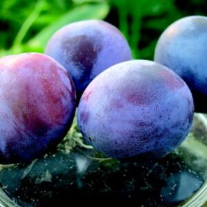 Susino Nero Agostiniana