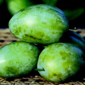 Susino Bianca di Milano