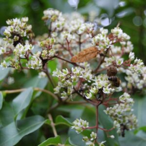 Tetradium daniellii 'Albero del Miele'