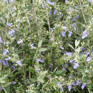 Teucrium fruticans