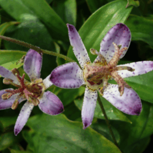 Tricyrtis hirta "Taiwan Adbane"