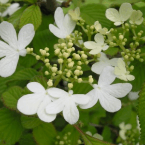 Viburnum plicatum 'Watanabe'