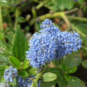 Ceanothus thyrsiflorus repens