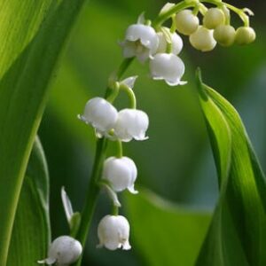 Convallaria majalis (Mughetto)