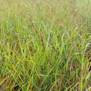 Panicum virgatum ‘Strictum Compactum’