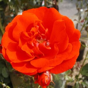 Rosa Remembrance RADICE NUDA