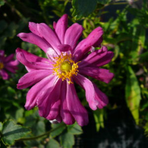 Anemone hup. 'Prinz Heinrich'