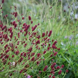 Sanguisorba officinalis 'Red Thunder'