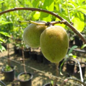 Mandorlo Santa Caterina