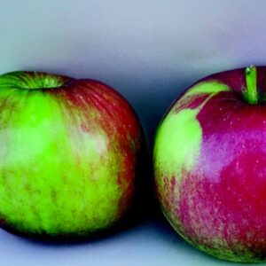 Melo Calvilla Estiva