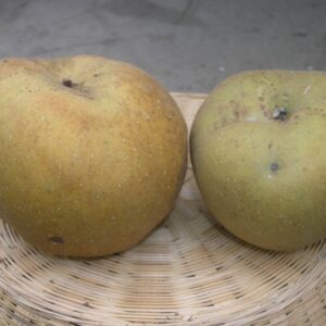 Melo Ruggine Tardiva