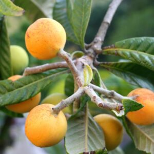 Nespolo del Giappone