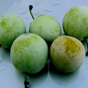 Susino Mirabelle RADICE NUDA