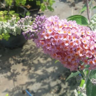 Buddleja 'Flower Power' - Image 2