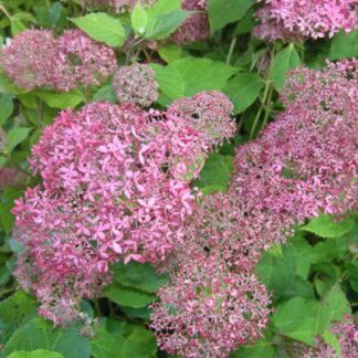 Hydrangea arborescens 'Pink Annabelle' (o 'Invincibelle') - Image 2