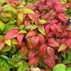 Nandina domestica ‘Fire Power’