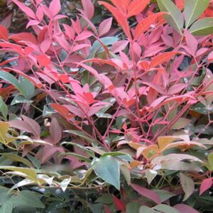 Nandina domestica ‘Obsessed’