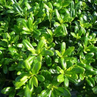 Pittosporum tobira 'Nanum' - Image 4